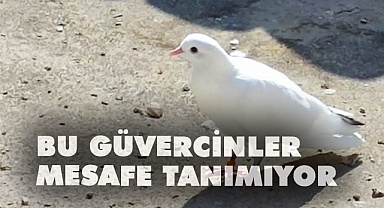 Bu güvercinler mesafe tanımıyor