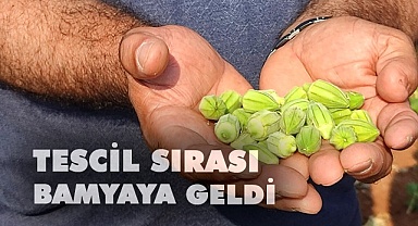 Çal bamyası da tescillenecek