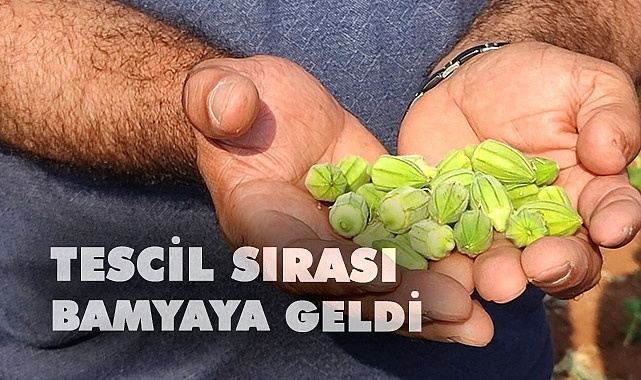 Çal bamyası da tescillenecek