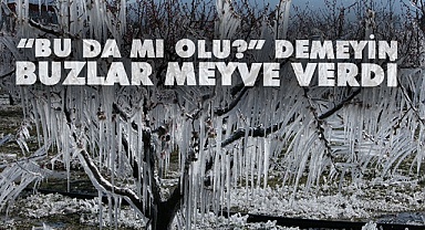 Çivril’de buzlar meyve verdi