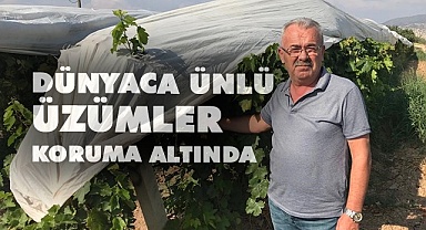 Dünyaca ünlü üzümler koruma altında
