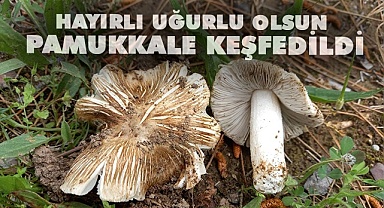 Dünyaya tanıtılan yeni mantar türüne 'Pamukkale' ismi verildi