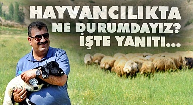 Hayvancılıkta ne durumdayız? İşte yanıtı