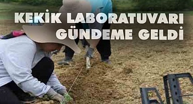 Kekik laboratuvarı gündeme geldi