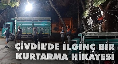 Topu almak isterken ağaçta mahsur kaldı