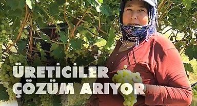 Yağışlar üzüm üreticisini yeni çözümlere yöneltti