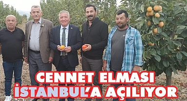 Honaz’ın cennet elması İstanbul pazarında