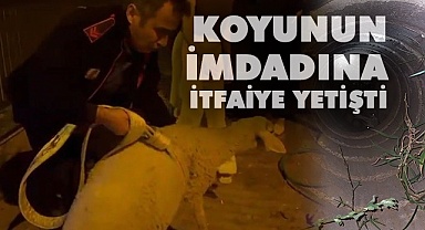Kuyuya düşen kuzunun imdadına itfaiye yetişti