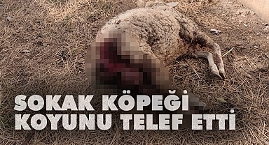 Sokak köpekleri koyunu telef etti