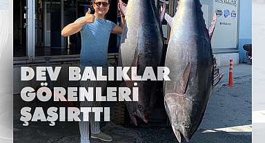 Yakaladığı dev orkinosları ikramlık yaptı