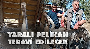 Yaralı pelikan tedavi altına alındı