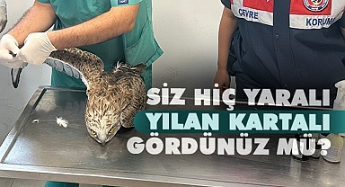 Yaralı yılan kartalı gördünüz mü?