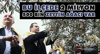 Bir dönem tütün ile nam salan mahalle artık zeytinin başkenti olmaya aday