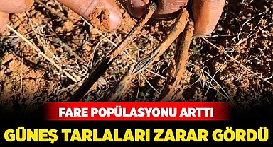 Güneş tarlaları zarar gördü