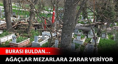 Asırlık ağaçlar mezarlara zarar veriyor