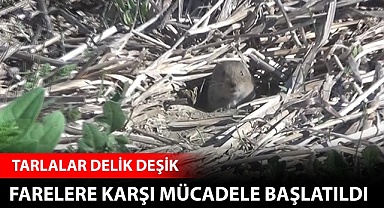 Farelere karşı biyolojik mücadele başlatıldı