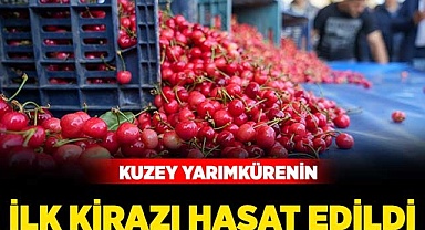 Kuzey yarımkürenin ilk kirazı hasat edildi