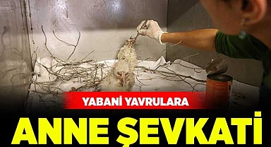 Yabani yavrulara anne şevkati!