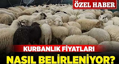 Kurbanlık fiyatları nasıl belirleniyor?
