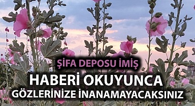 Şifa deposu deve gülünde hasat başladı