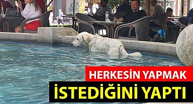 Herkesin yapmak istediğini o yaptı