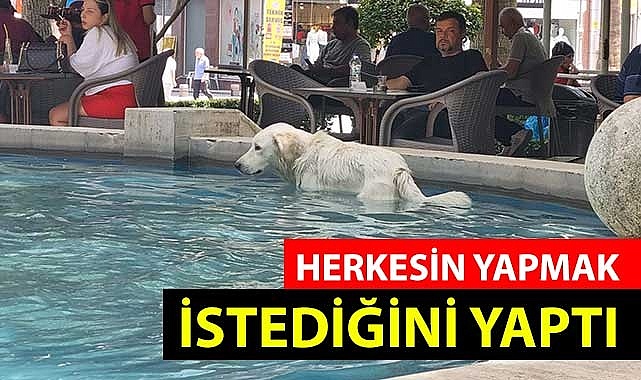 Herkesin yapmak istediğini o yaptı