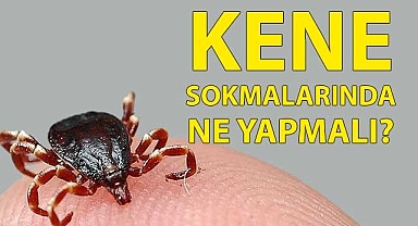 Kene sokmalarında ne yapmalı?