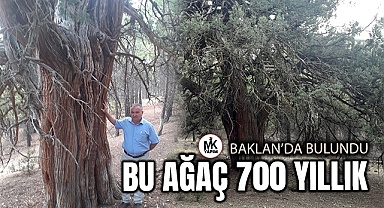 700 yıllık ardıç ağacı için tescil başvurusu yapıldı