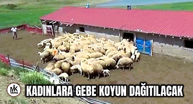 Kadın çiftçilere gebe koyun dağıtılacak