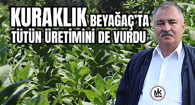 Kuraklık tütün üretimini de vurdu