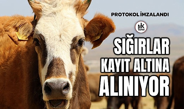 Sığır cinsi hayvanların kayıt altına alınıyor