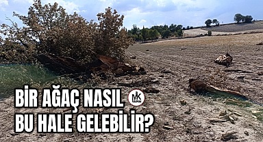 Yıldırım düşen asırlık ağaç paramparça oldu