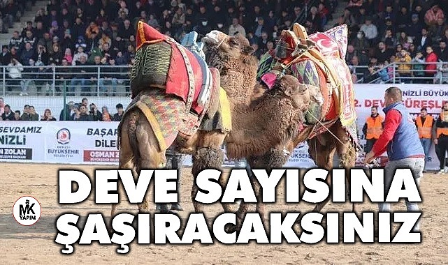 Denizli’de kaç deve var merak ettiniz mi?