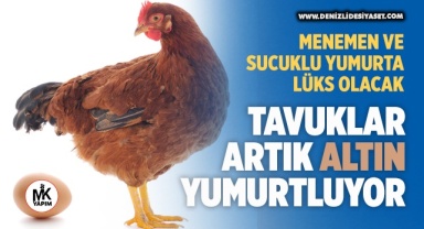 Artık yumurta değil altın yumurtluyorlar