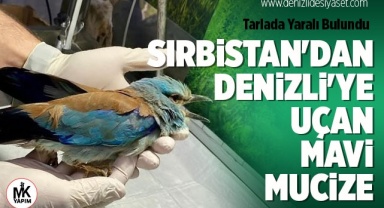 Mavi mucize tarlada yaralı halde bulundu