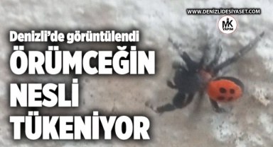Bu örümceğin nesli tükeniyor