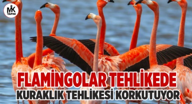 Flamingolar bu yılda Acıgöl'de