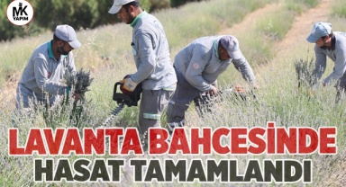 Merkezefendi lavanta bahçesinde hasat tamamlandı