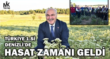 Kekik üretiminde Türkiye 1.si Denizli’de hasat zamanı