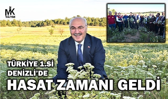 Kekik üretiminde Türkiye 1.si Denizli’de hasat zamanı