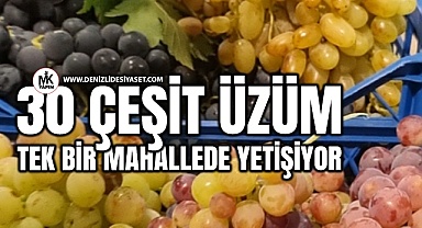 30 çeşit üzüm tek bir mahallede yetişiyor